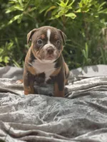 Batman, a male Olde English Bulldogge for sale in Ocala, FL – Photo 7 of 10