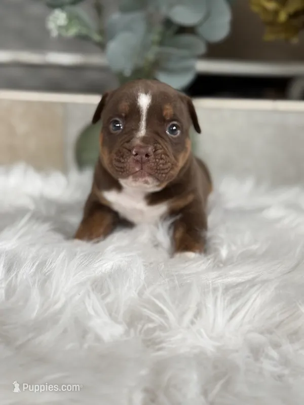BRICE  – Olde English Bulldogge puppy for sale in Ocala, FL