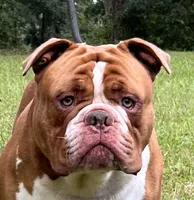 Laura , a female Olde English Bulldogge for sale in Ocala, FL – 5 of 8