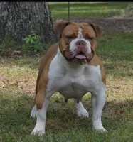 processed/b46ad231-2ead-44d2-b271-977f4ef3a462/listing/a232b92f-be22-4624-b610-f5c6c9faa9db/85ea0bae-0ed2-47af-873d-c443d3a61b8b