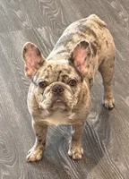 Travis , a male French Bulldog for sale in Ocala, FL – 7 of 10
