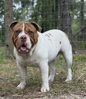 Bo , a male Olde English Bulldogge for sale in Ocala, FL – 4 of 8