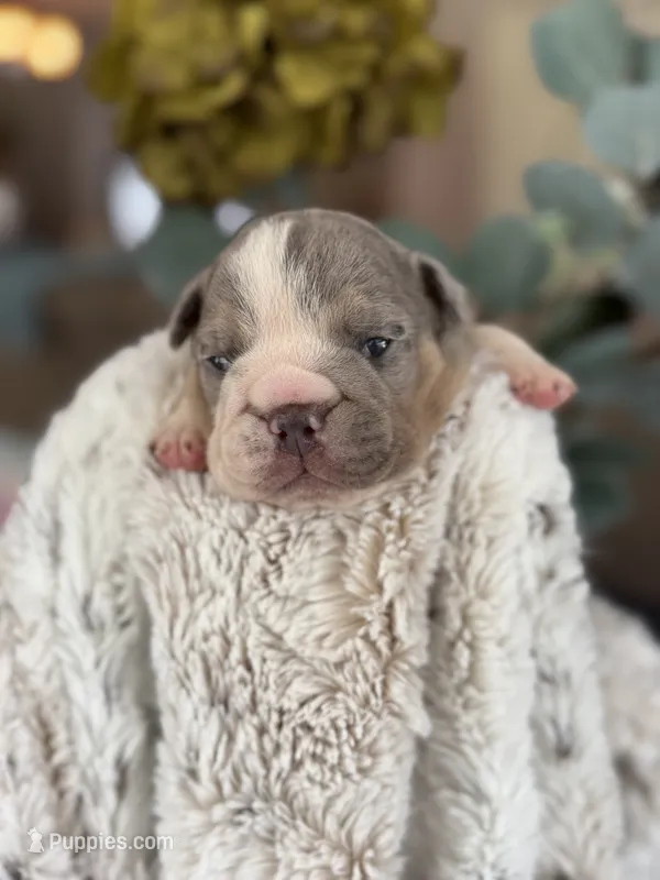 Jasper  – English Bulldog puppy for sale in Dunnellon, FL