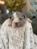 Jasper , a male English Bulldog for sale in Dunnellon, FL – 1 of 9
