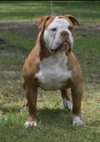 Linsey , a female Olde English Bulldogge for sale in Dunnellon, FL – 9 of 10