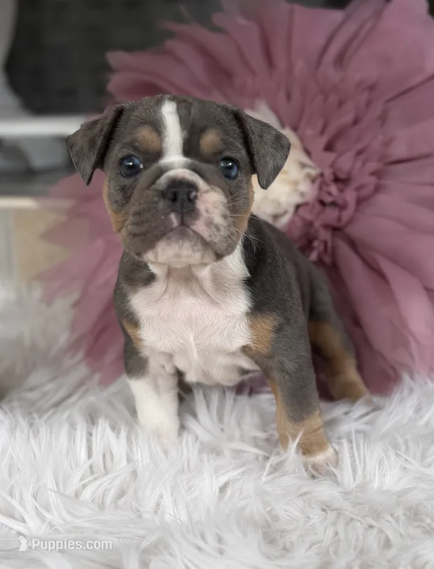 Penelope – English Bulldog puppy for sale in Dunnellon, FL