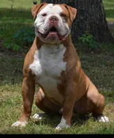 Linsey , a female Olde English Bulldogge for sale in Dunnellon, FL – 8 of 10