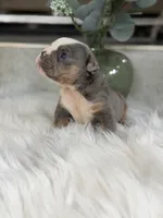Tony , a male English Bulldog for sale in Dunnellon, FL – 3 of 9