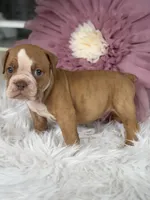 Jerry , a male Olde English Bulldogge for sale in Dunnellon, FL – 3 of 10