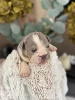 Jasper , a male English Bulldog for sale in Dunnellon, FL – 3 of 9