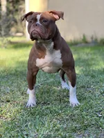 Aurora, a female Olde English Bulldogge for sale in Ocala, FL – Photo 9 of 10