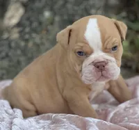 Aurora, a female Olde English Bulldogge for sale in Ocala, FL – Photo 1 of 10