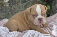 Aurora, a female Olde English Bulldogge for sale in Ocala, FL – Photo 6 of 10
