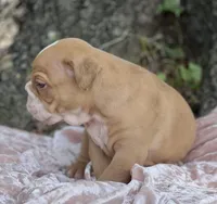 Aurora, a female Olde English Bulldogge for sale in Ocala, FL – Photo 3 of 10