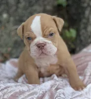 Aurora, a female Olde English Bulldogge for sale in Ocala, FL – Photo 4 of 10