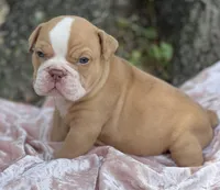 Aurora, a female Olde English Bulldogge for sale in Ocala, FL – Photo 2 of 10