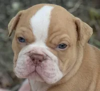 Aurora, a female Olde English Bulldogge for sale in Ocala, FL – Photo 5 of 10