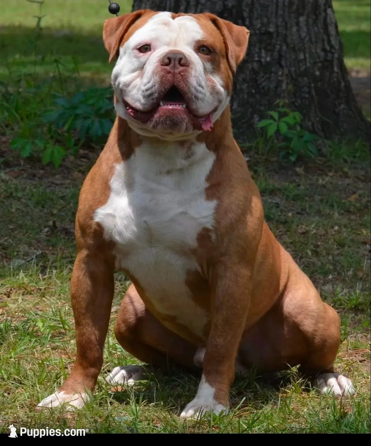 Mason , a male Olde English Bulldogge for sale in Dunnellon, FL – 5 of 10