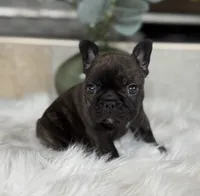 Tory , a male French Bulldog for sale in Ocala, FL – 3 of 10