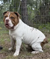 Bo , a male Olde English Bulldogge for sale in Ocala, FL – 3 of 8
