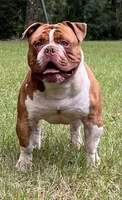 Laura , a female Olde English Bulldogge for sale in Ocala, FL – 7 of 8