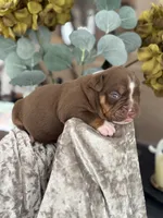 BRICE , a male Olde English Bulldogge for sale in Ocala, FL – 3 of 9