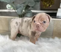 Amber , a female Olde English Bulldogge for sale in Ocala, FL – 6 of 8