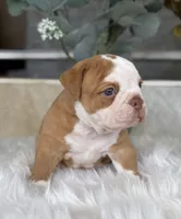 Sara , a female Olde English Bulldogge for sale in Dunnellon, FL – 4 of 10