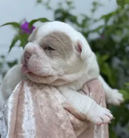 Valerie , a female Olde English Bulldogge for sale in Ocala, FL – 2 of 9