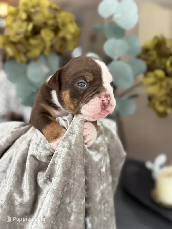 Linsey  – Olde English Bulldogge puppy for sale in Ocala, FL