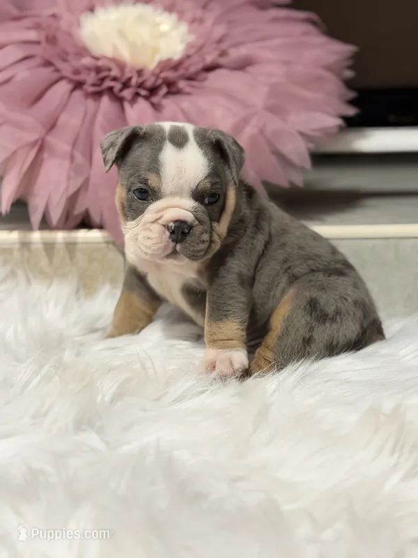 Tony  – English Bulldog puppy for sale in Dunnellon, FL