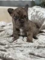 Travis , a male French Bulldog for sale in Ocala, FL – 2 of 10