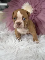 Jerry , a male Olde English Bulldogge for sale in Dunnellon, FL – 1 of 10