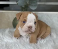 Trista , a female Olde English Bulldogge for sale in Dunnellon, FL – 3 of 10