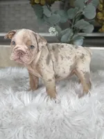 Amber , a female Olde English Bulldogge for sale in Dunnellon, FL – 8 of 10