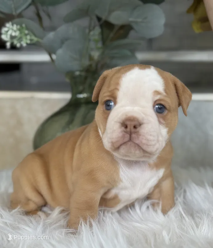 Trista  – Olde English Bulldogge puppy for sale in Dunnellon, FL