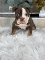 Linsey , a female Olde English Bulldogge for sale in Dunnellon, FL – 1 of 10