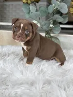 BRICE , a male Olde English Bulldogge for sale in Dunnellon, FL – 1 of 10