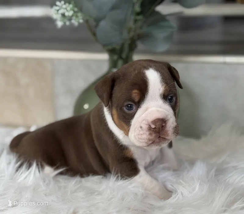 Laura  – Olde English Bulldogge puppy for sale in Ocala, FL