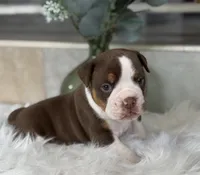 Laura , a female Olde English Bulldogge for sale in Dunnellon, FL – 1 of 10