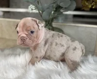 Amber , a female Olde English Bulldogge for sale in Ocala, FL – 3 of 8