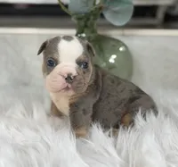 Tony , a male English Bulldog for sale in Dunnellon, FL – 1 of 9