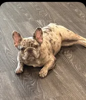 Travis , a male French Bulldog for sale in Ocala, FL – 8 of 10