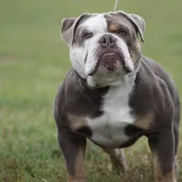 Serenity, a female Olde English Bulldogge for sale in Ocala, FL – Photo 10 of 10