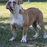 Serenity, a female Olde English Bulldogge for sale in Ocala, FL – Photo 4 of 10