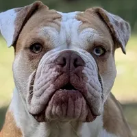 Serenity, a female Olde English Bulldogge for sale in Ocala, FL – Photo 2 of 10