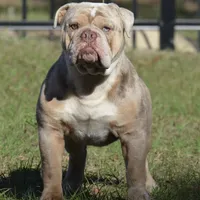 Serenity, a female Olde English Bulldogge for sale in Ocala, FL – Photo 7 of 10
