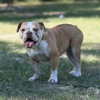 Serenity, a female Olde English Bulldogge for sale in Ocala, FL – Photo 3 of 10