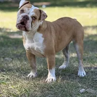 Serenity, a female Olde English Bulldogge for sale in Ocala, FL – Photo 1 of 10
