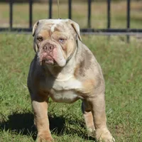 Serenity, a female Olde English Bulldogge for sale in Ocala, FL – Photo 8 of 10